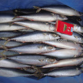 Pescado de caballa del Pacífico congelado chino para alimentos enlatados
